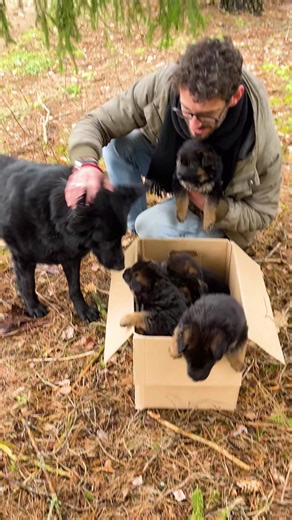 The Dog Heard the Puppies' Cries and Brought Help to Save Them! | Hilarious Ted