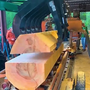 Taking a Look Inside This MASSIVE Sycamore | Out of the Woods Forestry