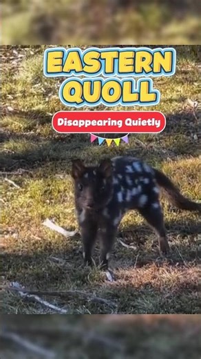 This Predator Is Disappearing Quietly | Eastern Quoll #eastern #quoll #animalfacts