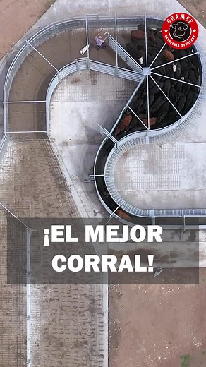 Diseño de corral: un modelo eficiente para ganado productivo #ganaderia #ganado #corral #vacas #rancho #toros #campo #zootecnia #ganaderia🐂🐎 #campoargentino
