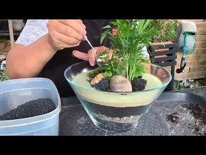 Terrarium Plants Arrangement in Glass Bowl