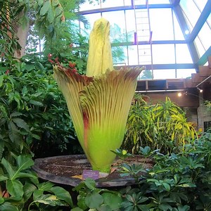 95K views · 2.2K reactions | Our Titan Arum, the world's largest (and smelliest) flower is now in bloom at the Floral Showhouse! Learn more: https://goo.gl/qVH6uc | Niagara Parks | Facebook