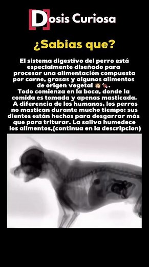 This Is How Dogs Actually Digest Meat #dogbiology #petfacts