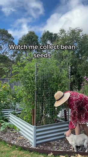 How to save bean seeds 💚 #inmypatch #gardening #seeds #eco #sustainable #vegetablegarden #aussietok | Sarah Gardener