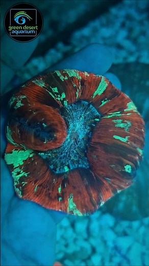 Amazing Open Brain Coral in Reef Tank 🐠