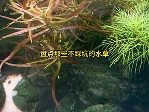 盘点那些不踩坑的水草