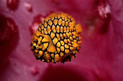 Learn All About Pinecone Fish