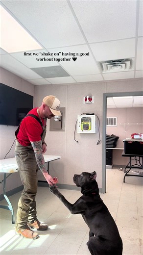 Training Your Giant Breeds: A 5-Month Journey