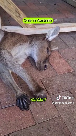 Funny Kangaroo Encounters in Australia