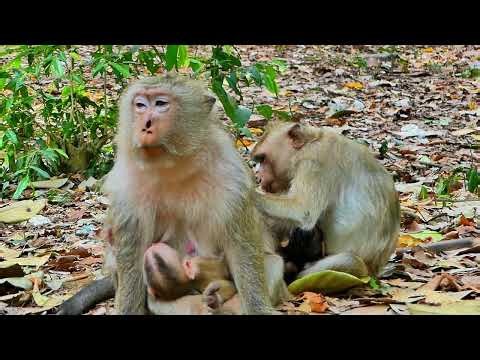 The Best Summary Clip! Adorable Baby Boris and Mom Brianna, | AmberTroop