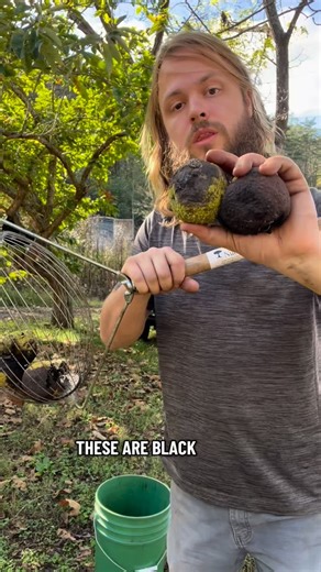 1.2M views · 5.4K reactions | How I collect and process black walnuts. This is how I pick up (forage) black walnuts and process them into delicious and nutritious food. Part of that process allows the chickens to eat the husk larva and I use the husk to make compost. Black walnuts are my favorite nut to eat! How do you like to process them? I do have black walnut seed & bareroot trees ready as well as many other plants available through the nursery! | Living Soil Tree Farm | Facebook