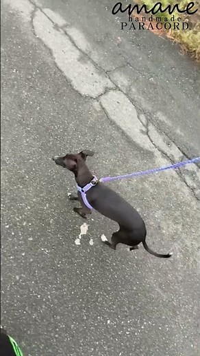 愛犬とのお散歩がもっと楽しくなる！パラコード編み方で作ったリードとハーネスで軽やかに歩く姿がかわいいお散歩ショート動画 handmade.amane #ハンドメイド#パラコード #パラコード編み方