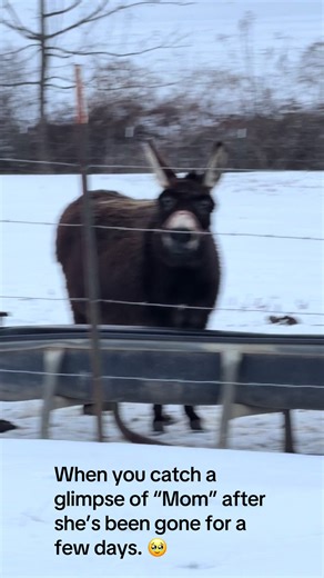 Donkey Reunion: Heartwarming Moments with My Daisy Girl