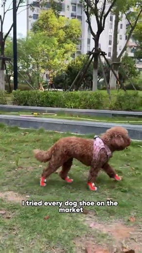 Built For Hot, Wet & Rough Walks! Breathable, easy on/off design for comfy, happy walks!