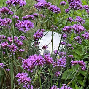 Verbena Bonariensis Seeds: Purple Flowers, Butterfly Garden - Etsy