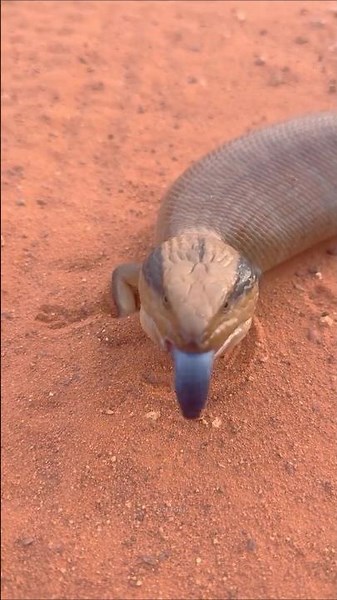 Why Is This Lizard's Tongue Blue? 🤯 #facts #shorts #reptiles #lizard #bluetongue