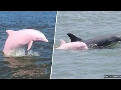 Nearly Extinct Pink Dolphin Gives Birth To Pink Baby