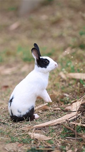 Arpit Babu Ne khargosh ko pinjore se a jaati Kiya l #shortsviral #trending #viralvideo