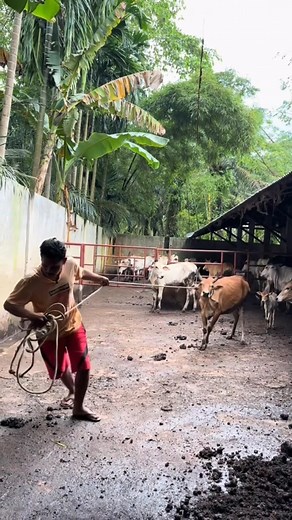 15K views · 200 reactions | Part II | Pemberian obat cacing untuk anak pucuk ubi #permatasapi #sapi #anaksapi #cow #sapilucu | Owner Permata Sapi | Facebook