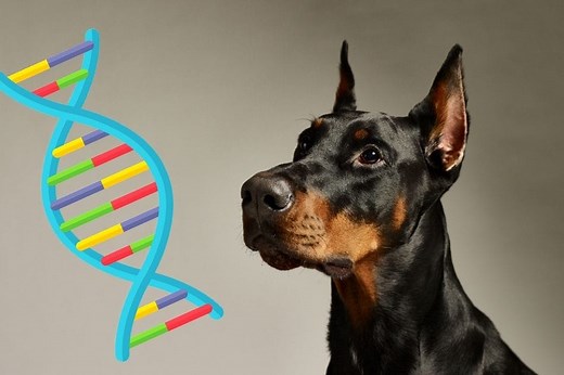 Doberman DNA Health Testing: The Complete Guide - Doberman Planet
