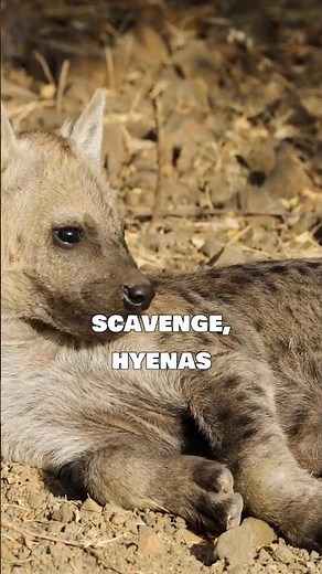 The Truth About Hyenas Will Surprise You