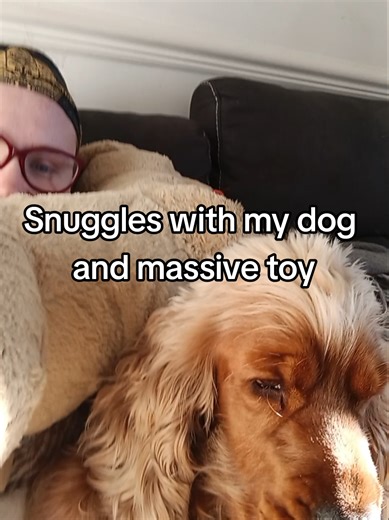 when your dog fetches his massive toy for snuggles #dogsoftiktok #dogmumlife #cockerspaniel #doglovers