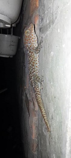 tokay gecko facts