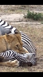 Best Animal Planet on Reels