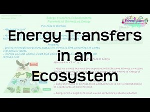 Energy Transfers in an Ecosystem | Revision for Biology A Level and IB