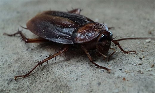 ROACHES APLENTY: Even more Central Florida restaurants closed last week