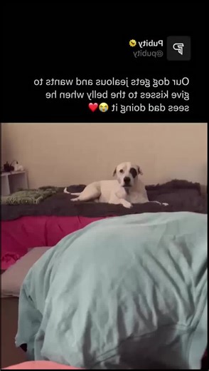 Dogs show affection through companionship, closeness, and emotional support, strengthening the bond between humans and animals. #dogs #doglove #mansbestfriend #dogsofinstagram #puppylove