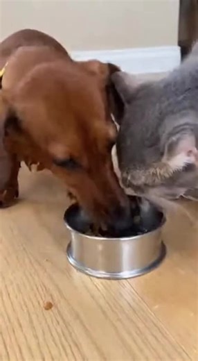 313K views · 5.5K reactions | Dachshund vs. Cat: The feud that broke the internet  | Dachshunds Are Awesome | Facebook