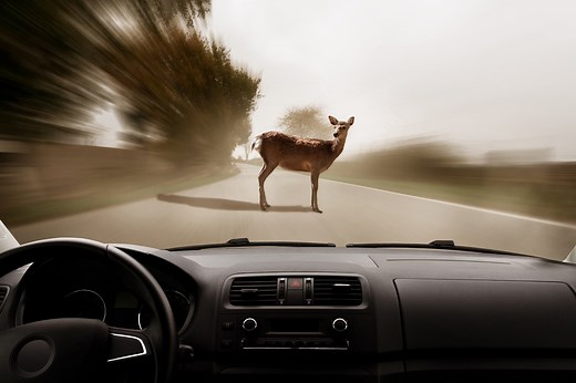 What should you do if you hit an animal with your car?