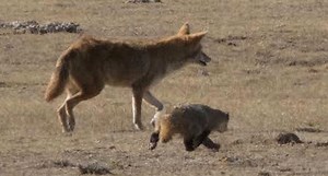 Coyote and Badger Team Up to Hunt Together
