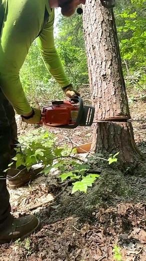 There’s nothing quite like seeing all the planning, precision, and teamwork come together in one clean fall. Safe, controlled, and done right—that’s how it’s supposed to look. | Branson's Tree Service