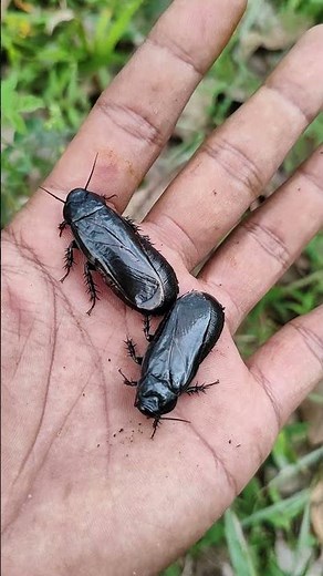 the real black cockroach #anyuniqueanimals #animals #insects