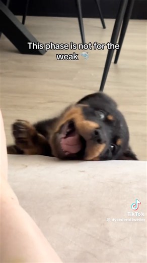 Rottweiler Shark #dog #funny #rottweiler