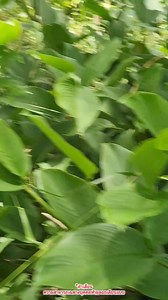 1.4M views · 10K reactions | #kingcobra #super #snake #nature #really #งูจงอาง | Panya Tulyasuk | Facebook