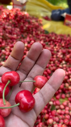 3.3K reactions · 391 shares | “The arrival of the first fruit in...