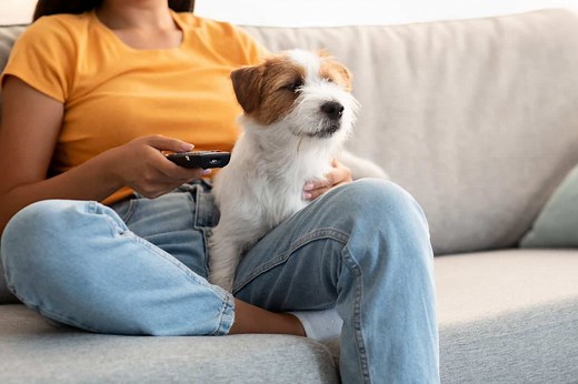 Why Some Dogs Love TV—and Others Ignore It
