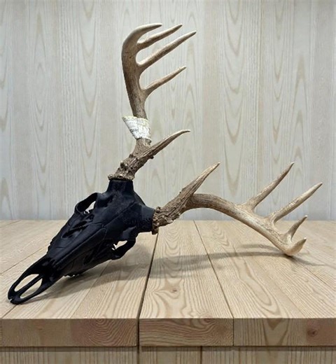 3D Printed Deer Skull Mount | Euro Style, Shed Antler Display - Etsy
