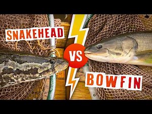 Snakehead vs Bowfin: The Shocking Difference