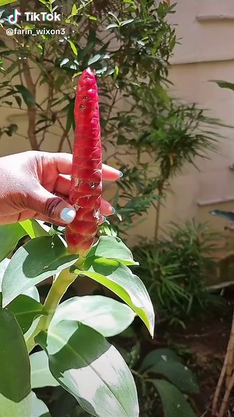 squeezing out the Awapuhi plant, known as nature's shampoo in bali!