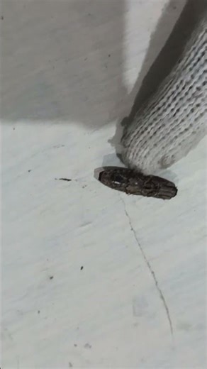 click beetle #insects