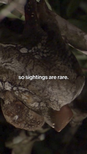 256K views · 7.5K reactions | What you need to know about this unusual animal, the colugo, whose species is in decline… | Brut | Facebook
