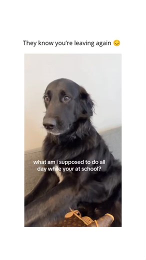 ThePawVerse on Instagram: "You swear you’ll only be gone a few hours… but the way they stare makes you question your whole schedule. It’s that silent guilt trip only dog parents know. No drama, no words — just pure emotional damage through eye contact. We don’t deserve how patient they are. Drop a 🐶 if your dog gives you that look every morning before school. 1. Dogs can sense your leaving routine by sound — like keys or backpack zippers. 2. They remember departure times and moods — even your “