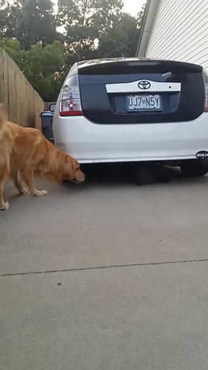 Dog chases cat