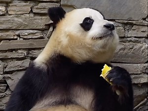 6.10 福宝再现假吃系列-笋根根！抬头看奶爸在小窗口拍视频就乖乖假吃一口，发现奶爸不在窗口了，立马扔掉笋根走熊！简直就是个小熊精啊！