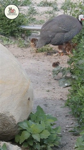 Are Your Guineas Roosting in TREES? Train Them to Stop! #homesteading
