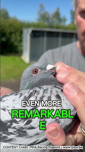 Erik Limbourg wins 1st Provincial Bourges against 3,350 pigeons , fastest time of 6,245 pigeons